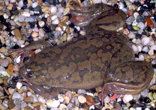 File:Xenopus laevis.jpg