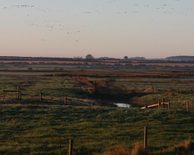 File:Geese at dawn - geograph.org.uk - 599662.jpg