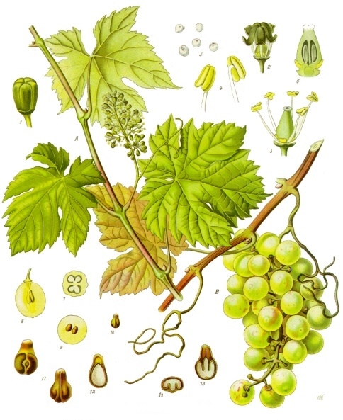 File:Vitis vinifera - Köhler–s Medizinal-Pflanzen-145.jpg