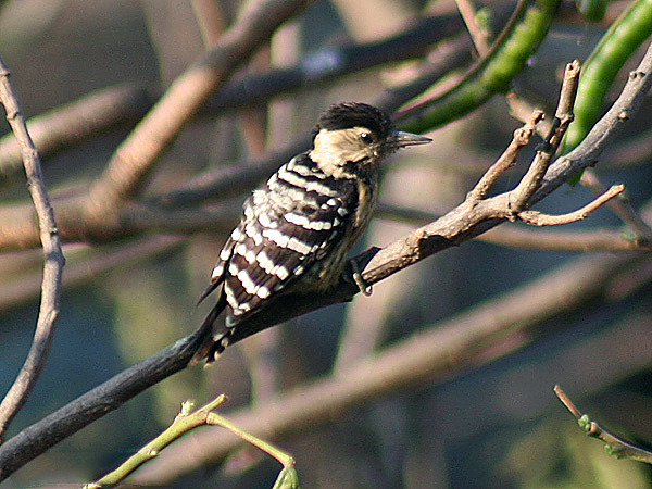 File:Fulvous breasted Woodpecker Im IMG 0232.jpg