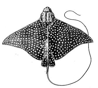 File:Spotted eagle ray lineart.jpg