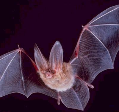 File:Square-townsend-fledermaus.jpg