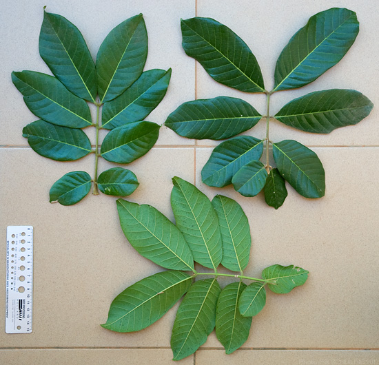 File:2013.11-411-172 Akee,leaves(e-s) Bobo-Dioulasso,BF thu14nov2013-1025h.jpg