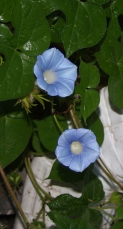 File:Blue2glories.jpg