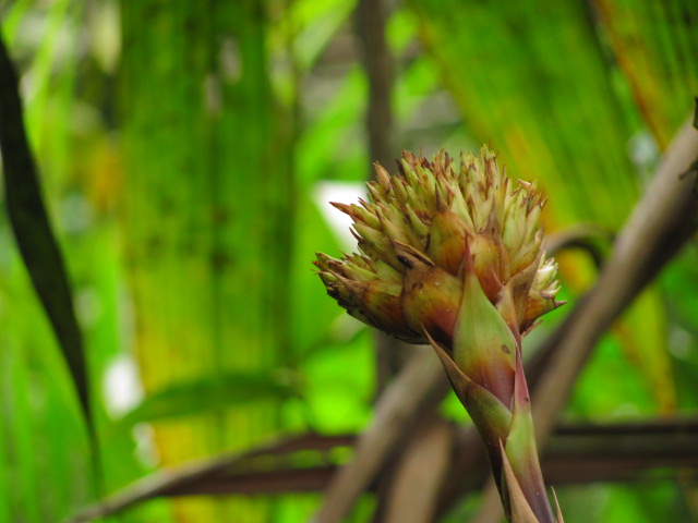 Archivo:Bromelia en el Jardín Botánico La Manigua.JPG