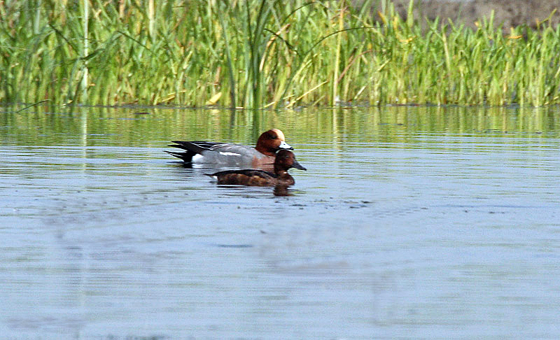 File:Ferruginous Pochard & Wigeon I2 IMG 1635.jpg