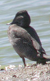 File:Freckled Duck.jpg