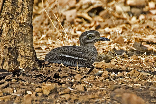 File:Indian Stone Curlew.jpg