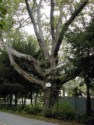 File:Natick Station Tree.jpg