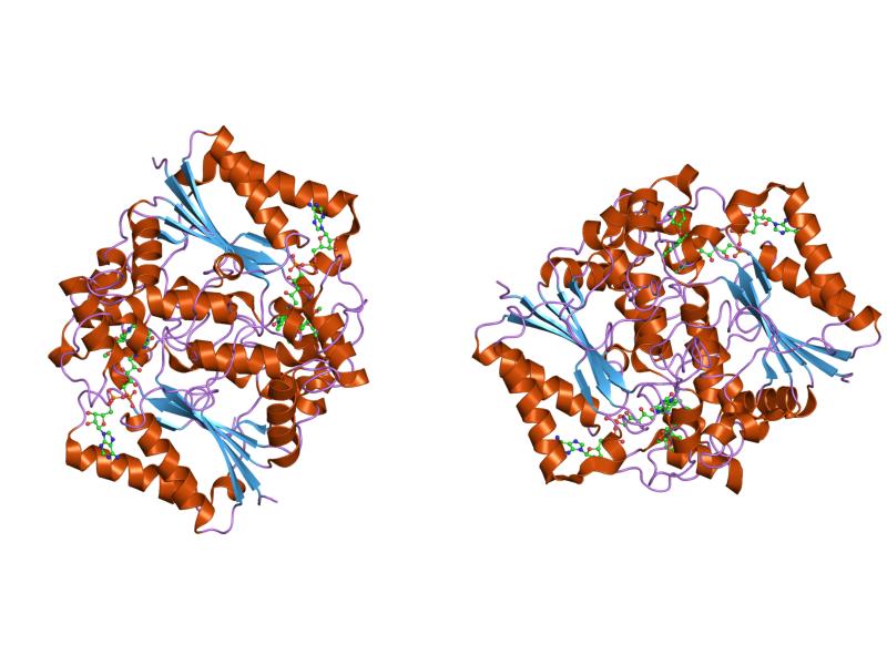 File:PDB 1kbo EBI.jpg