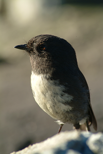 Файл:Petroica australis.png