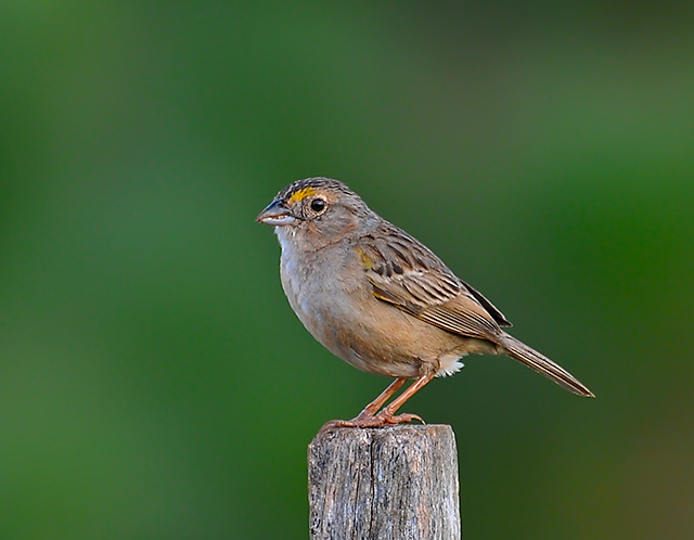 Файл:TICO-TICO-DO-CAMPO (Ammodramus humeralis) - 2.jpg