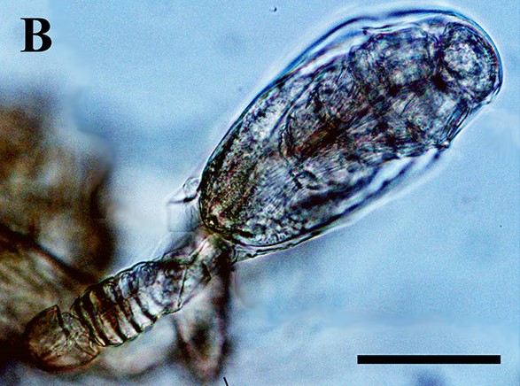 File:Tantulocaridan.jpg