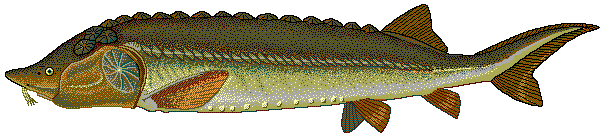 Файл:Beluga sturgeon.png