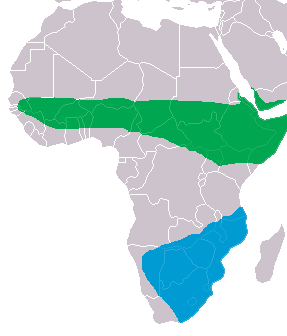 File:Ciconia abdimii distribution map.png