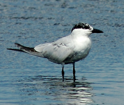 File:Gelochelidon nilotica 1.jpg