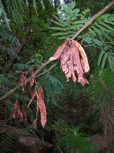 File:Paraserianthes lophantha seed pods.jpg