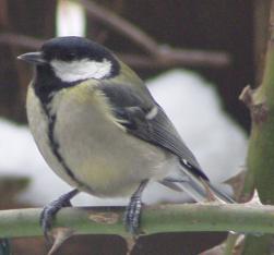 Great Tit