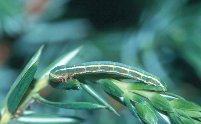 File:Thera juniperata larva.jpg