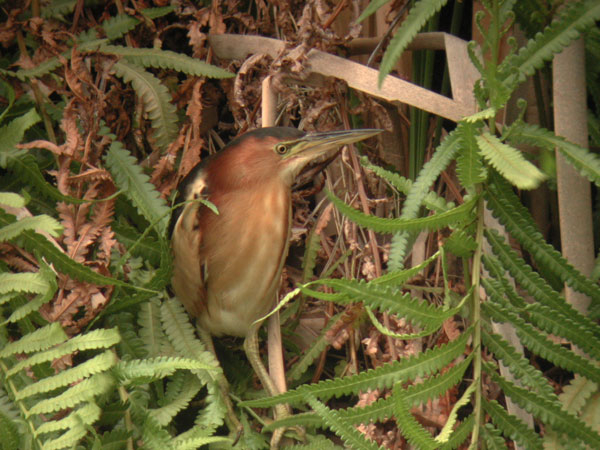 File:Australian Little Bittern Sherwood Nov01.jpg