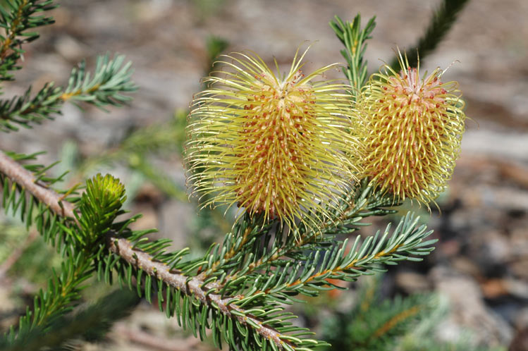 File:Banksia pulchella.jpg