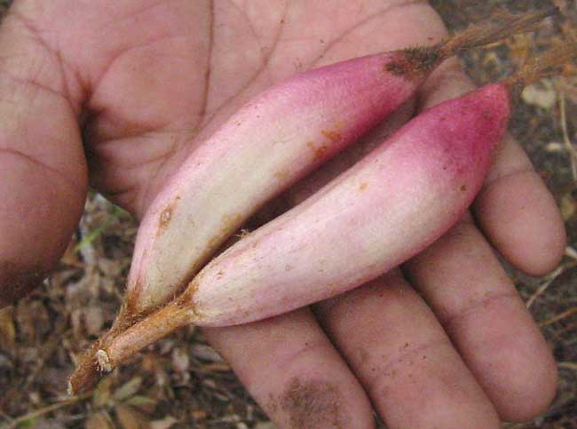 Файл:Bromelia karatas-fruit.jpg