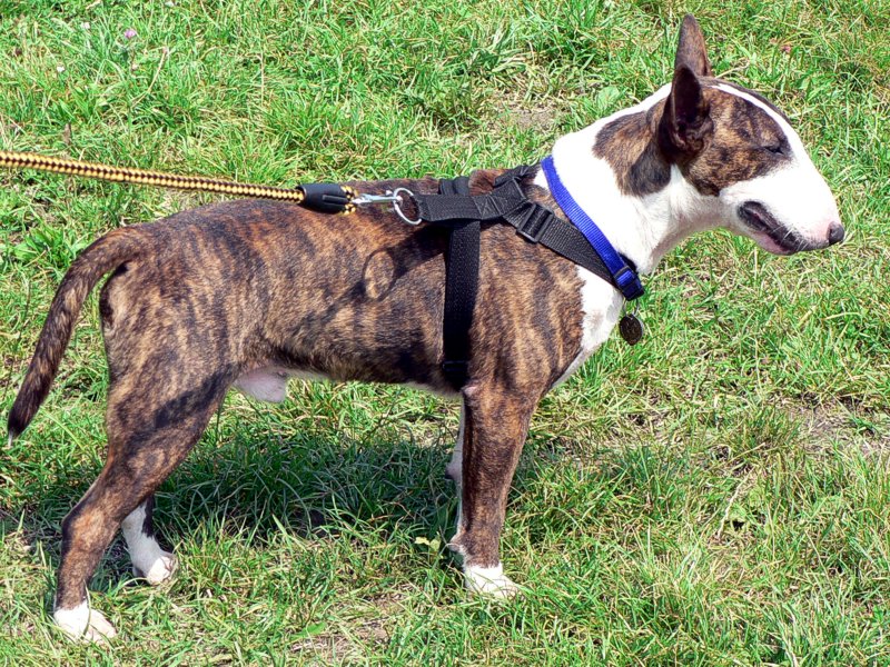 File:Bull Terrier Chico 10.jpg