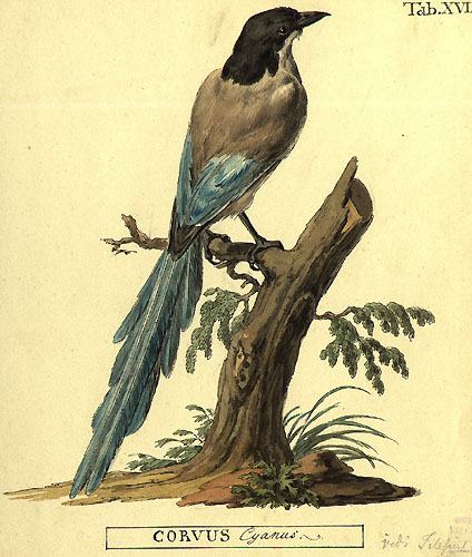 Файл:Cyanopica cyanus by Peter Simon Pallas.jpg