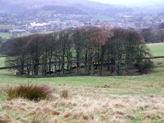 File:Pond Plantation - geograph.org.uk - 629069.jpg