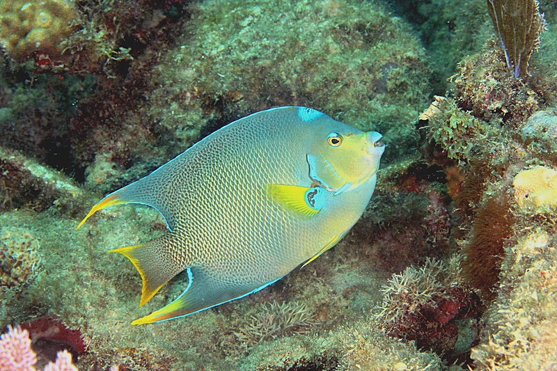 File:Townsend Angelfish hybrid.jpg