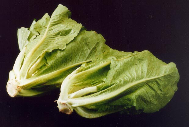 Файл:ARS romaine lettuce.jpg