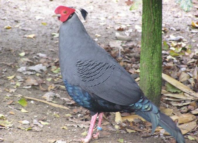 Файл:Fireback pheasant-farm.jpg