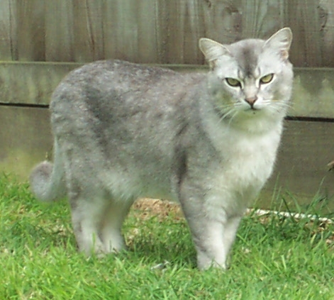 File:Male Burmilla cat.jpeg