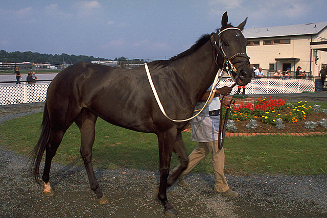 File:Thoroughbred.jpg