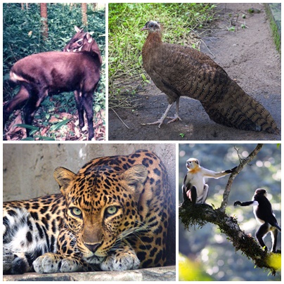 File:Wildlife of Vietnam.jpg