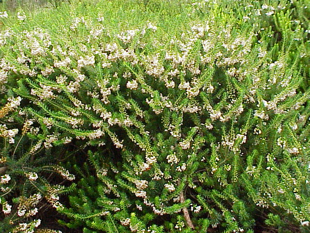 Archivo:Erica vagans2.jpg