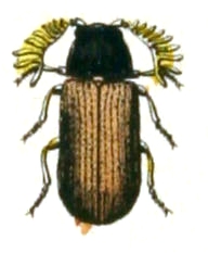 Ptilinus.pectinicornis.-.calwer.29.13.jpg