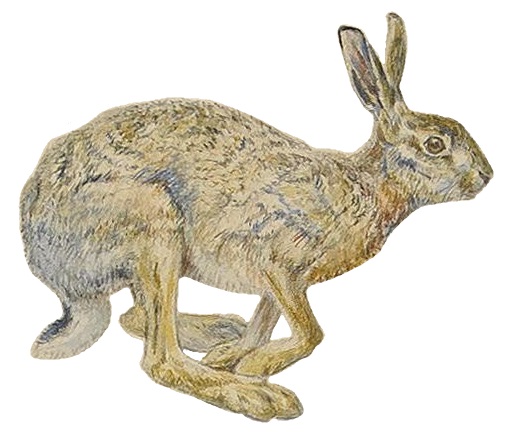 File:Bruno Liljefors - Hare studies 1885 white background.jpg