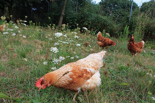 Archivo:Gallinas Camperas en Galicia.jpg