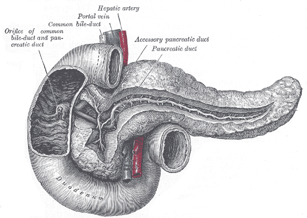 Archivo:Gray 1100 Pancreatic duct.png