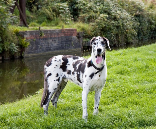 Файл:Great-dane-dog-1365445651zZJ.jpg