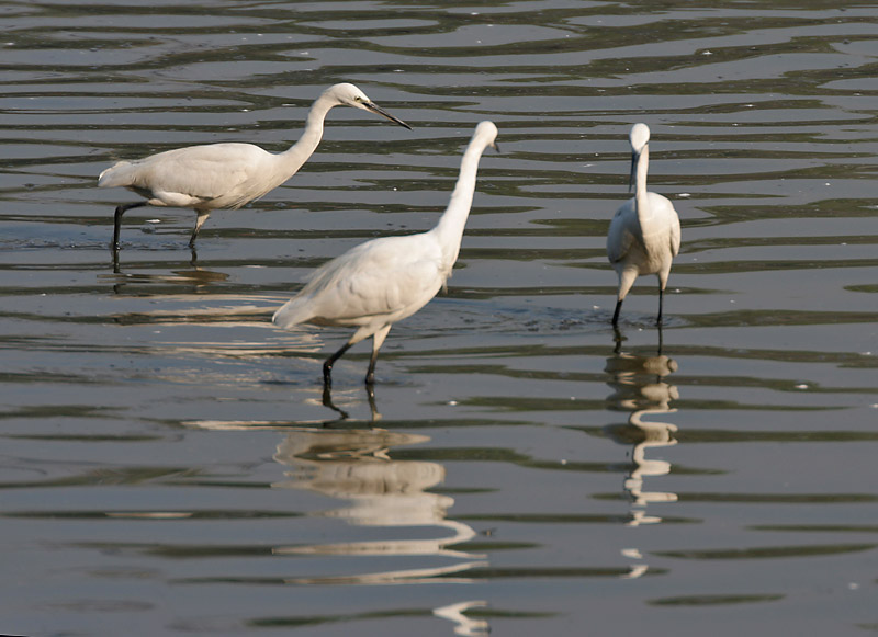 File:Little Egrets (Egretta garzetta) in Kolkata W IMG 4398.jpg