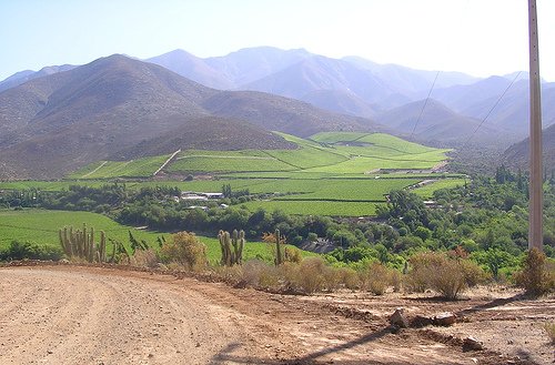 Файл:Plantaciones-Monte Patria.jpg