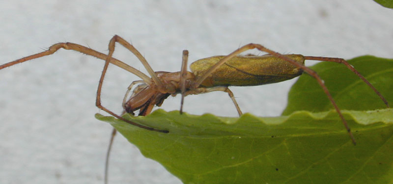 File:Tetragnathid lateralview.jpg