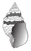 File:Cancellaria cancellata shell.png