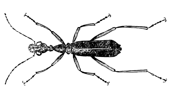 Файл:Collyris longicollis.jpg