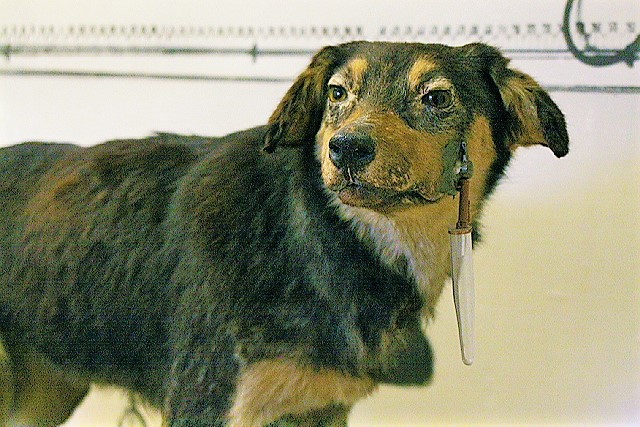 File:One of Pavlov's dogs.jpg