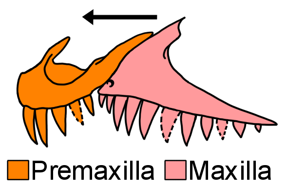 File:Polymorphodon snout bones.png