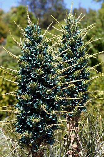 Файл:Puya berteroana.jpg