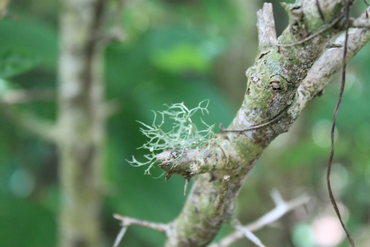 Archivo:Ramalina NEC Mari Carmen.jpg